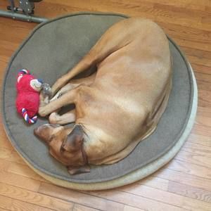 Meet your Posher, Billy